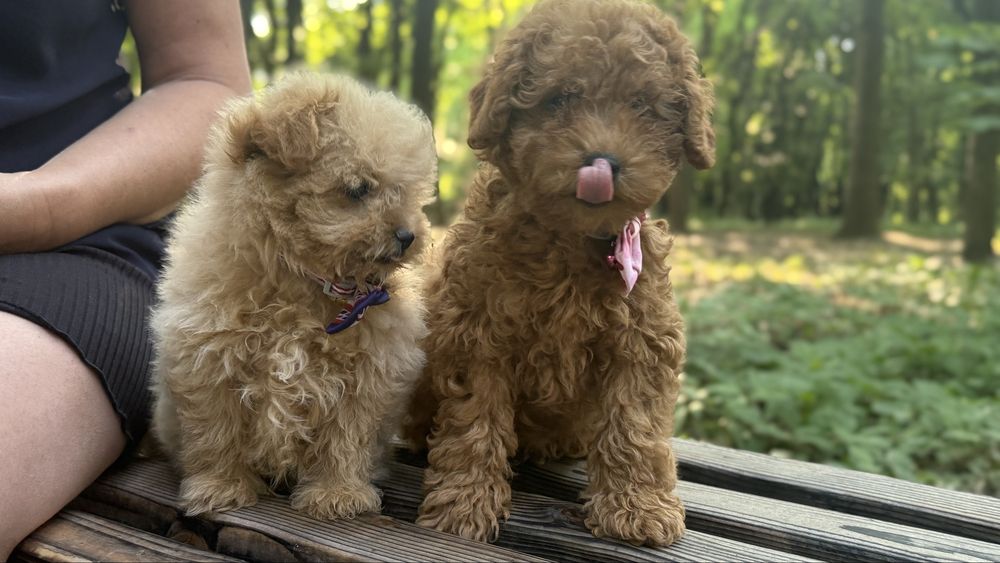 Хлопчики мальтіпушки