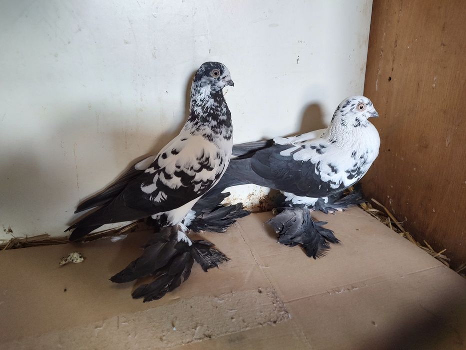 Para czarnych wiedynów