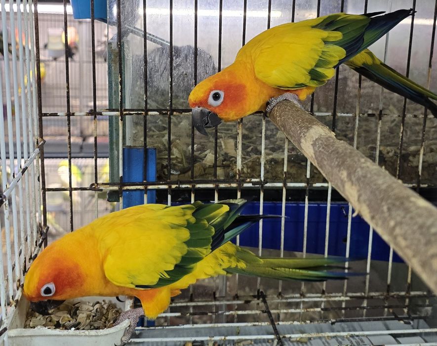 Aratinga Sol muito bonitas