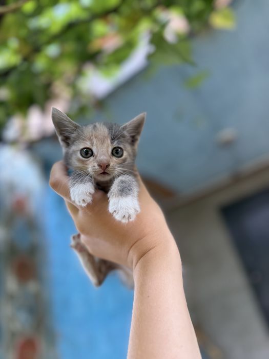Котики безкоштовно