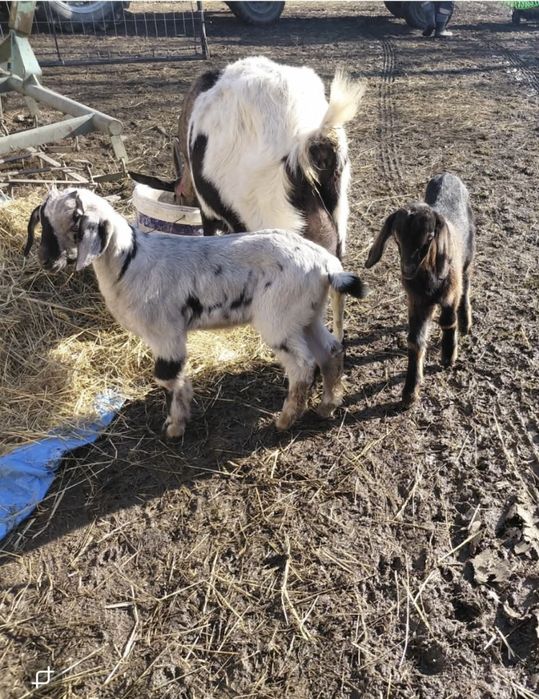 Sprzedam  dużą  kozę