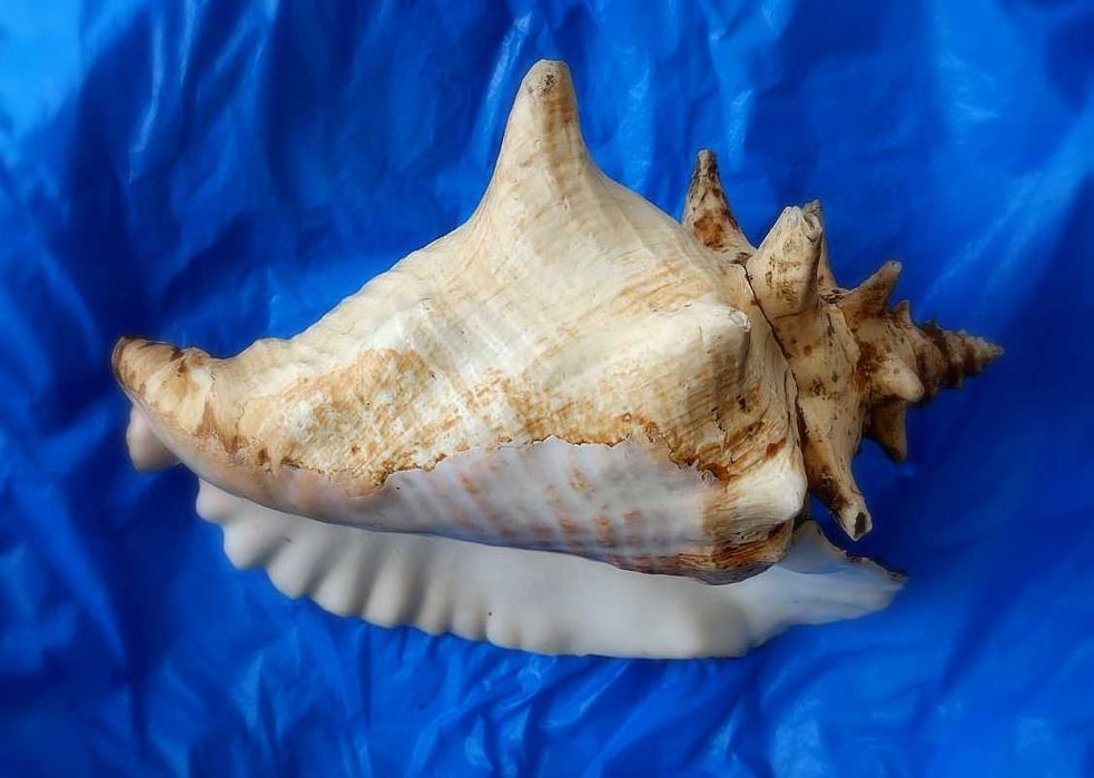 Ракушка Strombus gigas большая. Куба.