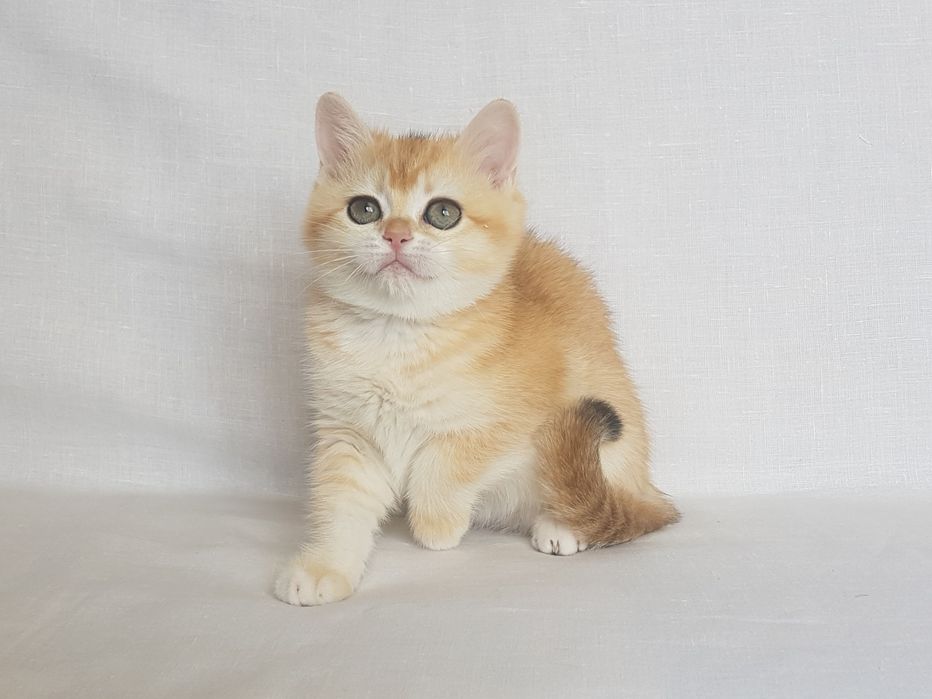 Кошеня золотої шиншилли