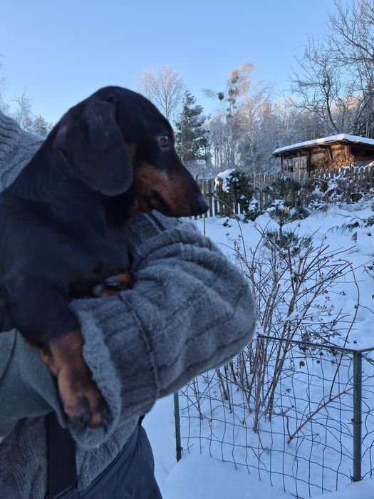 Такса, Байрактар,4 роки,документи, плем.сертифікат