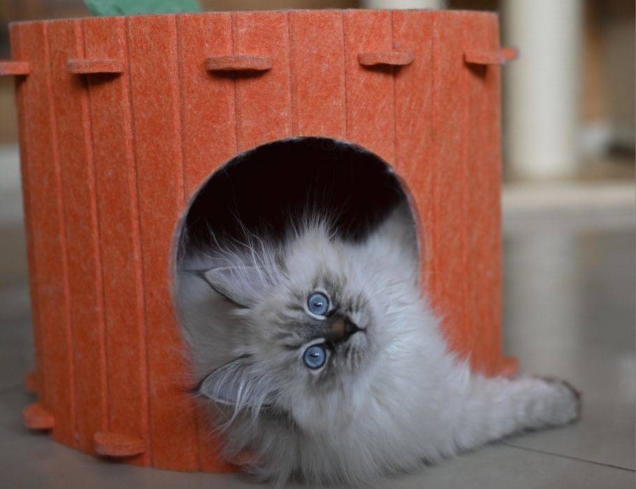 Kot Syberyjski Neva Masquerade PZF