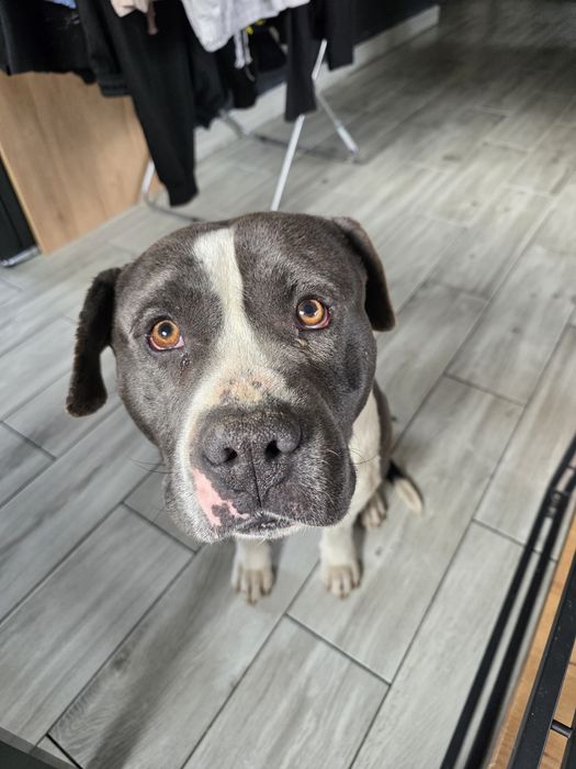 Oddam Amstaff Pies