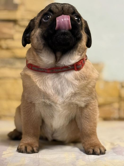 Мопс цуценя хлопчик абрикосовий