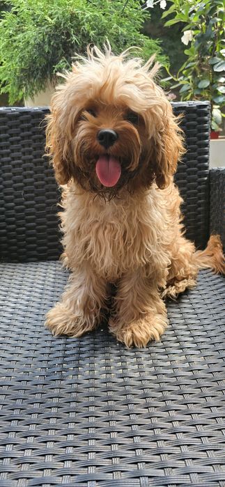 Cavapoo/ dziewczynka