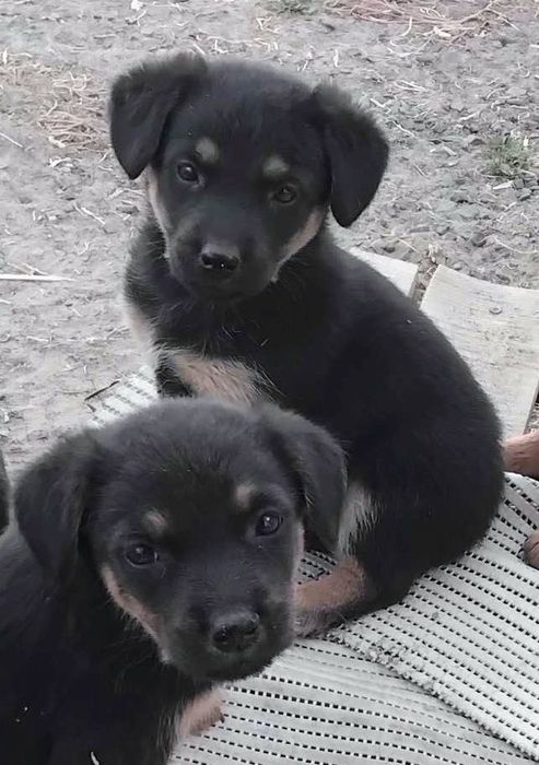 Лучшие щенки в лучшие семьи