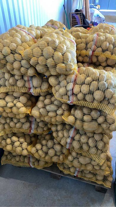 Ziemniaki jadalne Twister/Vineta/Constance/Magnolia(frytkowe)