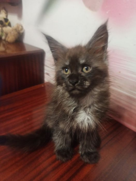 Гарненький двохмісячниймейн кунчик