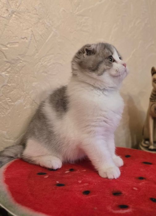 Шотландский вислоухий котёнок девочка