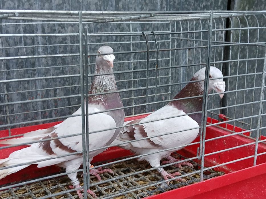 Gołębie staropolskie