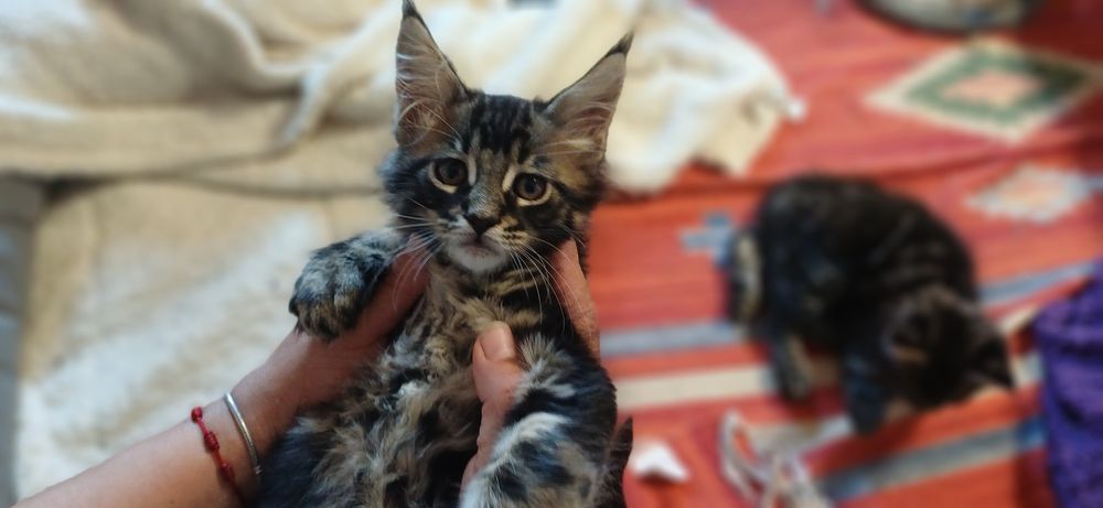 Gatinho para venda