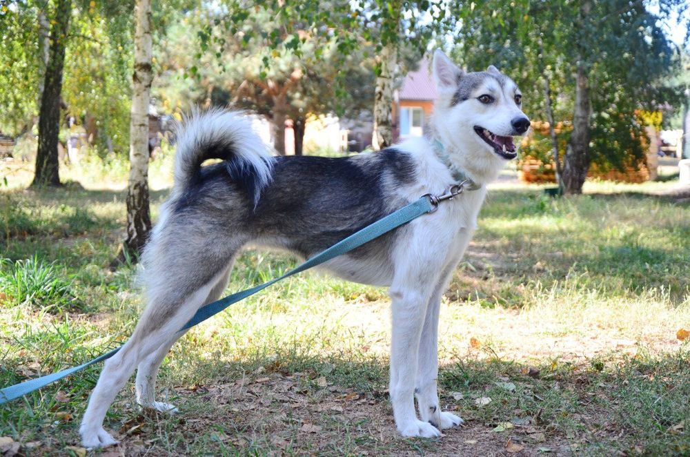 Метис лайки,девочка в поиске дома
