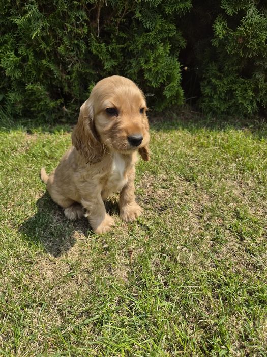 Cocker Spaniel Angielski