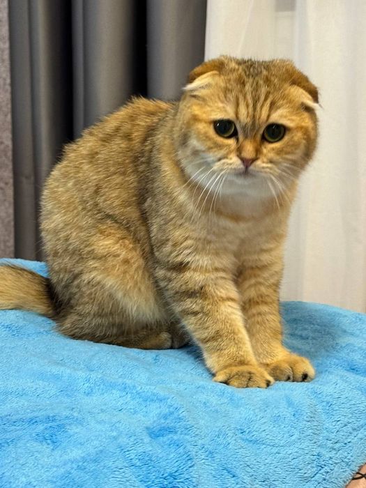 Чудова киця ,чудо у Вашій родині