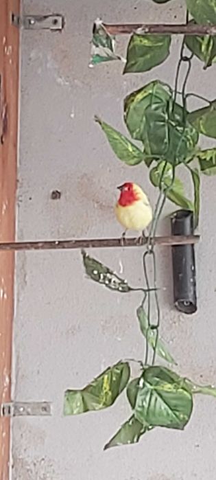 Amandava Amandava (Bengali Mosqueado) ; Diamante Papagaio panache ; Viuva Dominicana