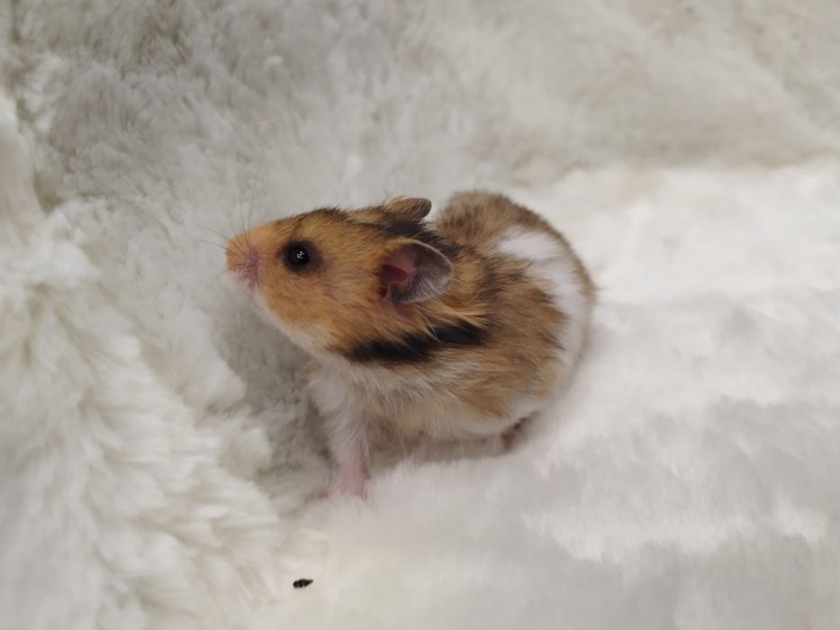 Chomik Syryjski Długowłosy (samica) MASSON