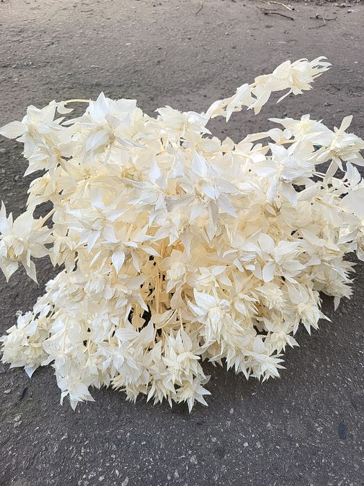 Очерет тростина пампас гіпсофіла сухоцвіти пампасна камыш війник