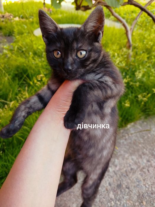 Віддамо котенят в добрі руки