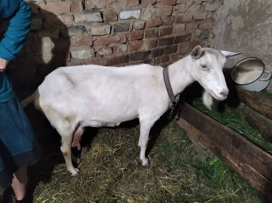 КОЗА продається з козеням