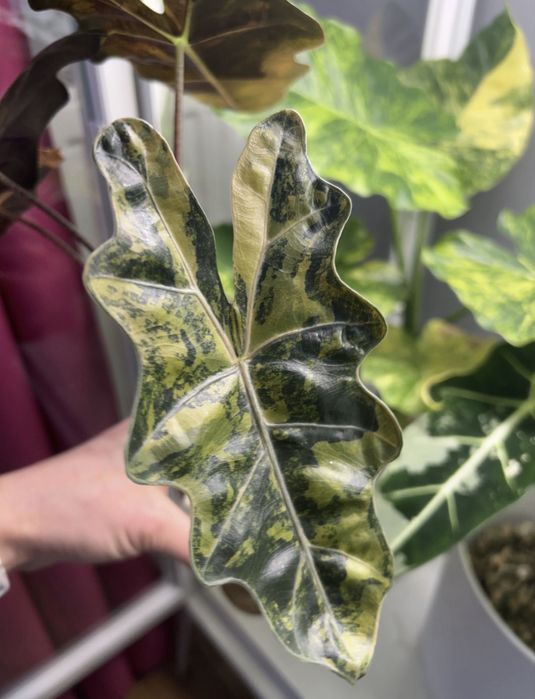 Alokazja PseudoSanderiana Aurea Variegata bulwa