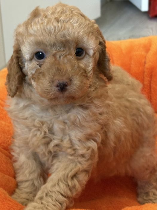 Pudel Miniatura/Toy ZKwP FCI