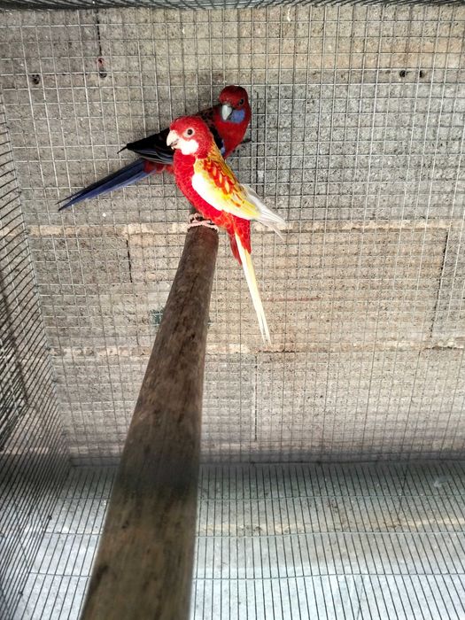 Várias aves para cedência