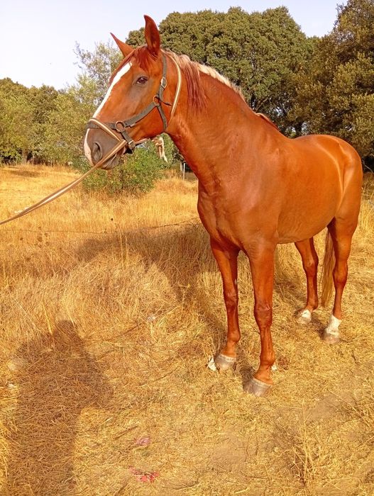 Cavalo manso montado