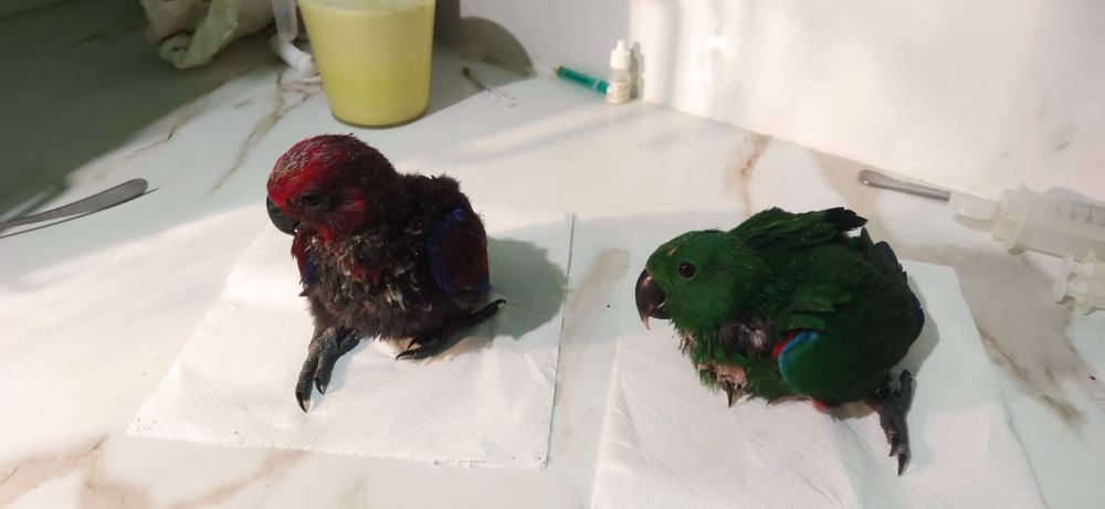 Papagaio ecletus bebé disponível para acabar criar a mão