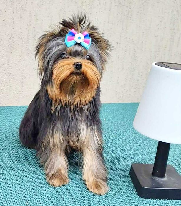 York , Yorki -  Śliczna suczka  Yorkshire Terrier  ZKwP   FCI .