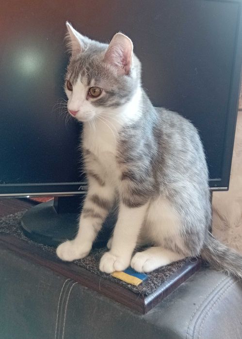 Віддам кошеня в добрі руки, хлопчик