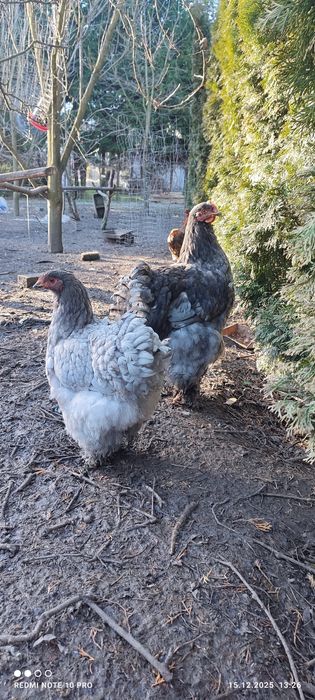 Koguty i kury  Brahna, kochin olbrzymi