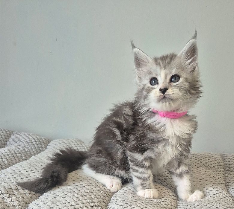 Srebrzysta z białym koteczka Maine coon!!