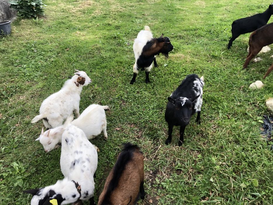 Cabritas anãs prenhas