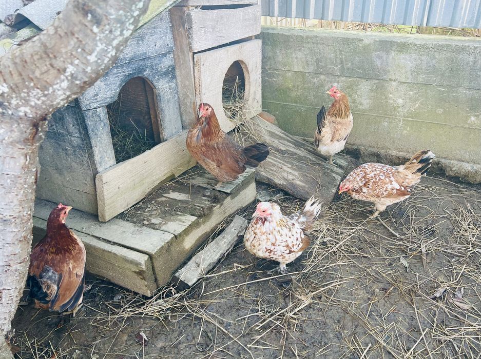 Інкубаційні яйця карликових  курочок