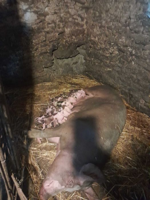 Свиноматки петрени в чистоті