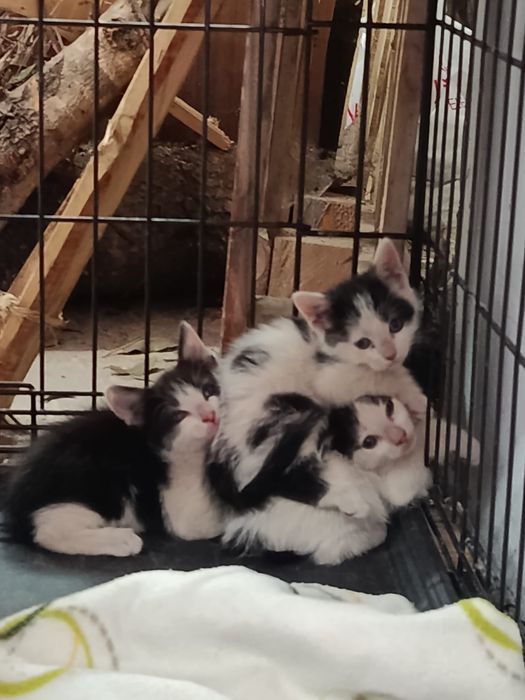 Gatinhos bebés para adoção responsável