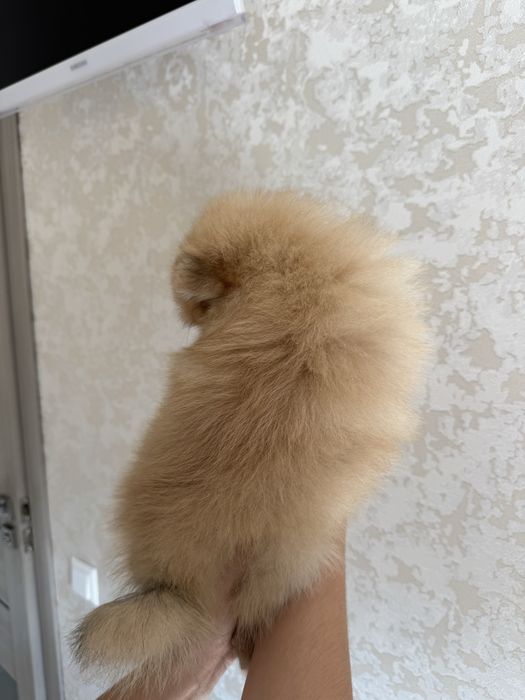 Продам померанского шпица девочка