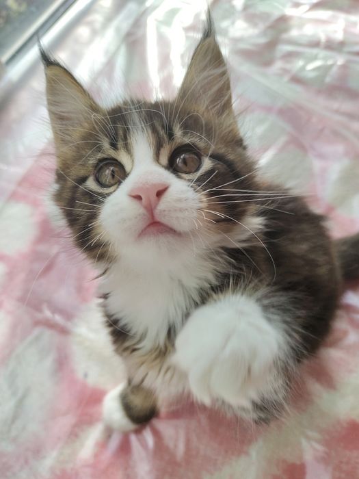 Хлопчинка  Мейнкун