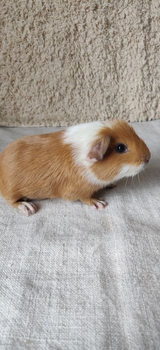 Морська свинка хлопчик 1міс