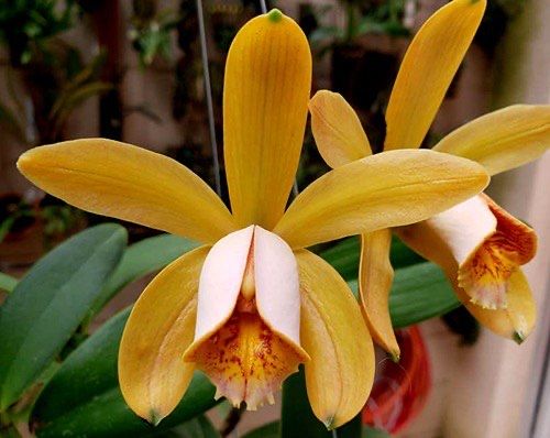 Орхідея Cattleya Forbesii Larissa x self