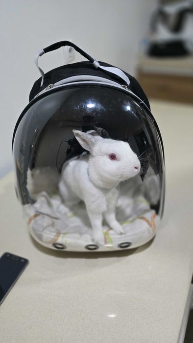 Mochilas transportadoras de animais NOVAS