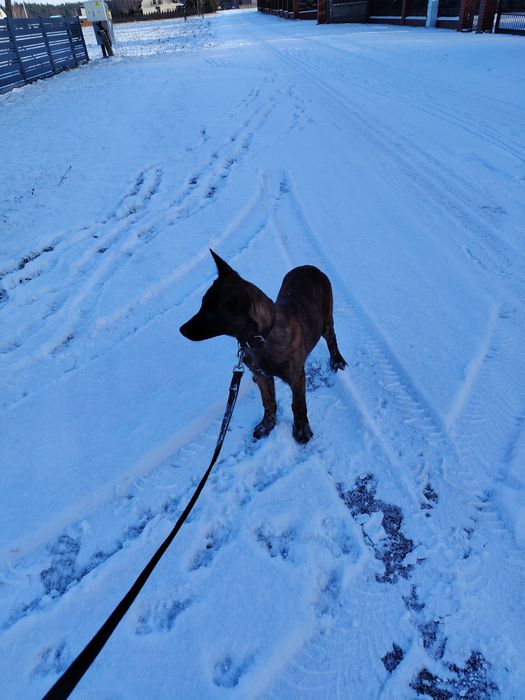 Owczarek Holenderski