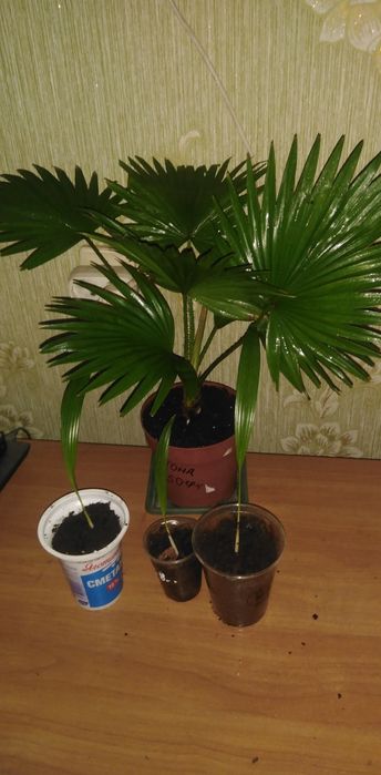 Лоропеталум, Мімоза, стреліція, кущовий філоденрон, Лівістона пальма і