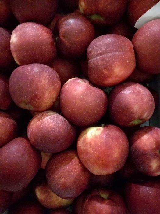 Jabłka  Lobo, Cortland i inne odmiany