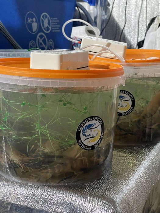 Бізнес під ключ, Австралійський рак, креветки Макробрахіум Розенберга.