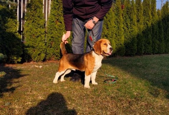 Piękny pies Beagle z rodowodem