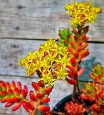 Sedum Rubrotinctum, planta suculenta, natural